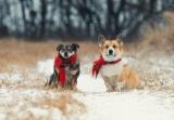 Como proteger nossos animais de estimação do frio