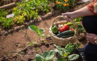 Horta em casa: O que plantar no inverno