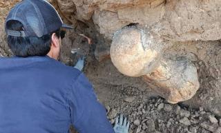 Um osso de uma preguiça gigante descoberto
