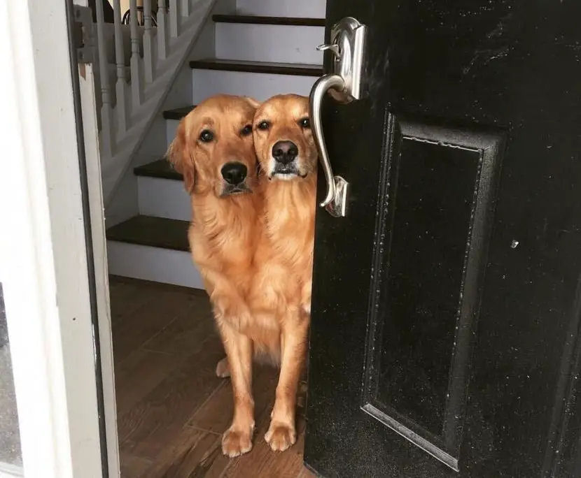 Um cão de duas cabeças? Não, dois cães irmãos muito próximos.
