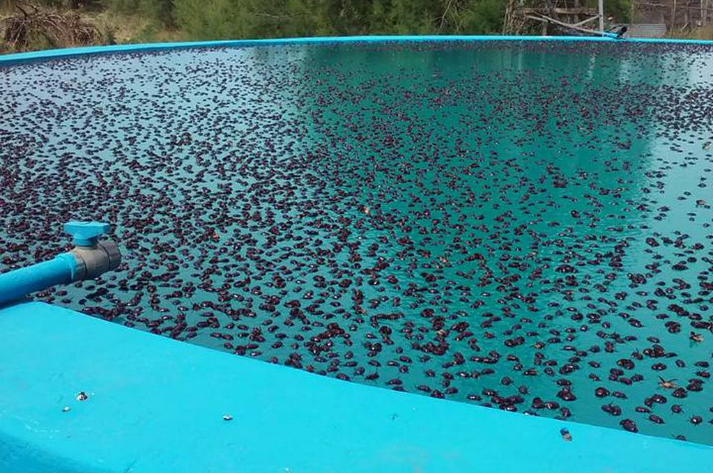 Milhões de besouros em Argentina devido ao calor