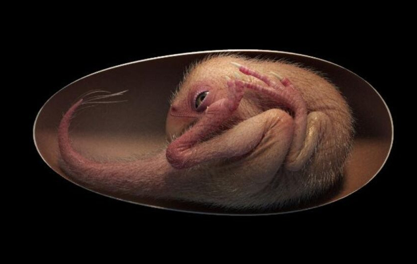 Embrião de dinossauro perfeitamente preservado