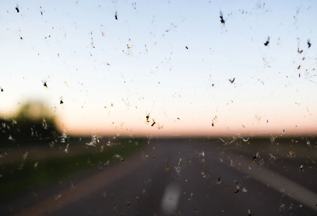 Por que há menos insetos batendo no para-brisa do carro?